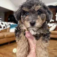 BLUE EYED- GORGEOUS Mini F1BB- SPECTACULAR *, a female Miniature Labradoodle for sale in Tulsa, OK – Photo 1 of 5
