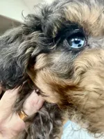 BLUE EYED- GORGEOUS Mini F1BB- SPECTACULAR *, a female Miniature Labradoodle for sale in Tulsa, OK – Photo 2 of 5