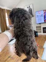 BLUE EYED- GORGEOUS Mini F1BB- SPECTACULAR *, a female Miniature Labradoodle for sale in Tulsa, OK – Photo 3 of 5