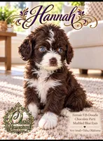 Tiny Little Chocolate Parti Girl -F2b Marble Blue eyes, a female Aussiedoodle and Poodle - Standard  for sale in Tulsa, OK – 7 of 8