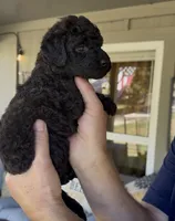 Naomi- Black F2bb-  So Gorgeous , a female Goldendoodle and Poodle - Standard  for sale in Tulsa, OK – 3 of 7