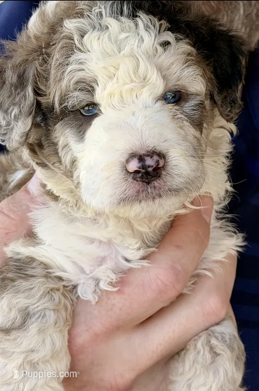 ELiJAH- Most Beautiful Crystal Blue Eyed Doodle Ever – Aussiedoodle, Poodle - Standard  puppy for sale in Tulsa, OK