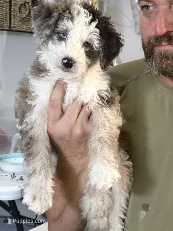 ELiJAH- Most Beautiful Crystal Blue Eyed Doodle Ever – Aussiedoodle, Poodle - Standard  puppy for sale in Tulsa, OK