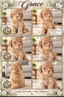 F2b Beautiful Cream Female with Chocolate undertone Green eyes , a female Aussiedoodle and Poodle - Standard  for sale in Tulsa, OK – 4 of 4