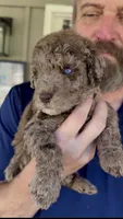 Gorgeous Double Blue Eyed Chocolate Merle- F2bb, a female Goldendoodle and Poodle - Standard  for sale in Tulsa, OK – 9 of 9