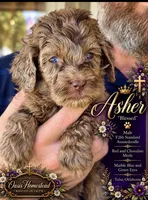 F2bb Red/ Chocolate Merle Male-Marble Blue Eyes, a female Aussiedoodle and Poodle - Standard  for sale in Tulsa, OK – 5 of 7