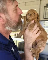 Beautiful Red/Chocolate Merle -F2bb, a female Goldendoodle and Poodle - Standard  for sale in Tulsa, OK – 1 of 5