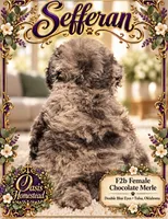 Sefferon-F2b - Crystal Blue Double Eyes, a female Aussiedoodle and Poodle - Standard  for sale in Tulsa, OK – 2 of 7