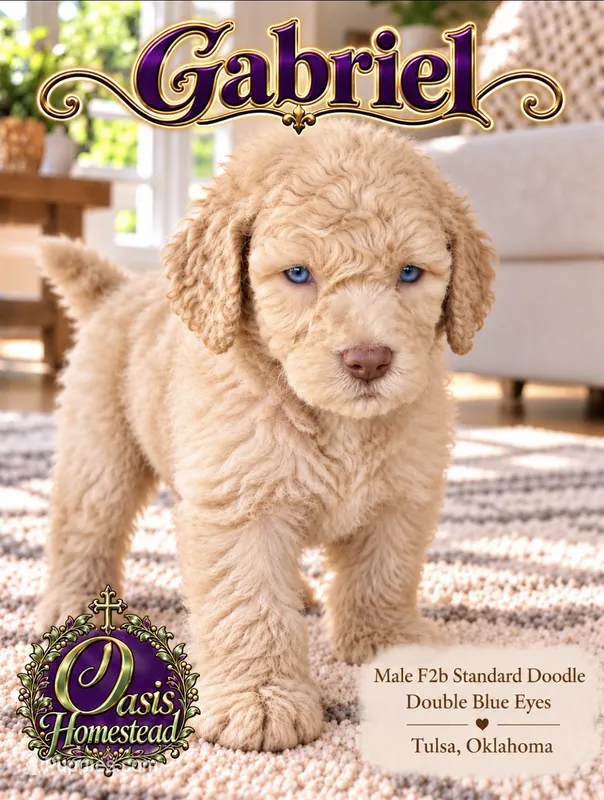 F2b Cream Male with the most Crystal Blue eyes  – Aussiedoodle, Poodle - Standard  puppy for sale in Tulsa, OK