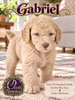 F2b Cream Male with the most Crystal Blue eyes , a male Aussiedoodle and Poodle - Standard  for sale in Tulsa, OK – 2 of 6