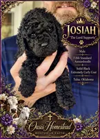 Gorgeous Black Super Curly F2bb - AMAZING , a male Goldendoodle and Poodle - Standard  for sale in Tulsa, OK – 2 of 5