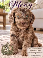 F2b Red/ Chocolate Merle Female-Marble Blue Eyes, a female Aussiedoodle and Poodle - Standard  for sale in Tulsa, OK – 5 of 5