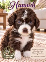Tiny Little Chocolate Parti Girl -F2b Marble Blue eyes, a female Aussiedoodle and Poodle - Standard  for sale in Tulsa, OK – 5 of 8