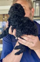 Gorgeous Black Super Curly F2bb - AMAZING , a male Goldendoodle and Poodle - Standard  for sale in Tulsa, OK – 3 of 5