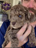 Gorgeous Double Blue Eyed Chocolate Merle- F2bb, a female Goldendoodle and Poodle - Standard  for sale in Tulsa, OK – 6 of 9