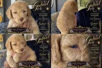 Crystal Double Blue Eyes F2bb- He is a STUNNER!, a male Goldendoodle and Poodle - Standard  for sale in Tulsa, OK – 6 of 8
