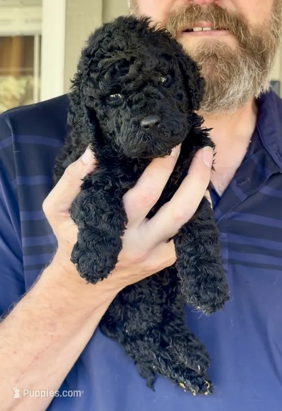 Gorgeous Black Super Curly F2bb - AMAZING  – Goldendoodle, Poodle - Standard  puppy for sale in Tulsa, OK