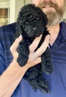 Gorgeous Black Super Curly F2bb - AMAZING , a male Goldendoodle and Poodle - Standard  for sale in Tulsa, OK – 1 of 5