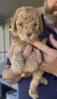 F2bb Beautiful Cream Female with Chocolate undertone Green eyes , a female Aussiedoodle and Poodle - Standard  for sale in Tulsa, OK – 2 of 10
