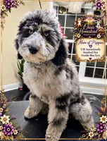 F2bb Super Curly Black Female- GORGEOUS , a female Aussiedoodle and Poodle - Standard  for sale in Tulsa, OK – 6 of 8