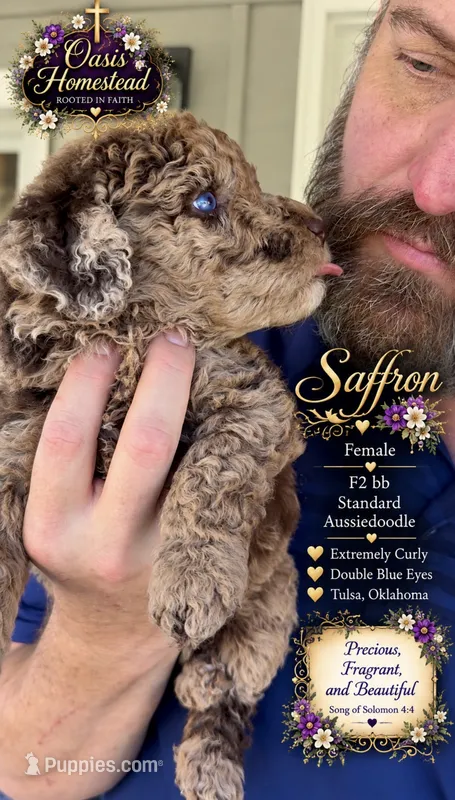 Sefferon-F2bb - Crystal Blue Double Eyes – Aussiedoodle, Poodle - Standard  puppy for sale in Tulsa, OK