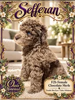 Gorgeous Double Blue Eyed Chocolate Merle- F2b, a female Goldendoodle and Poodle - Standard  for sale in Tulsa, OK – 6 of 6