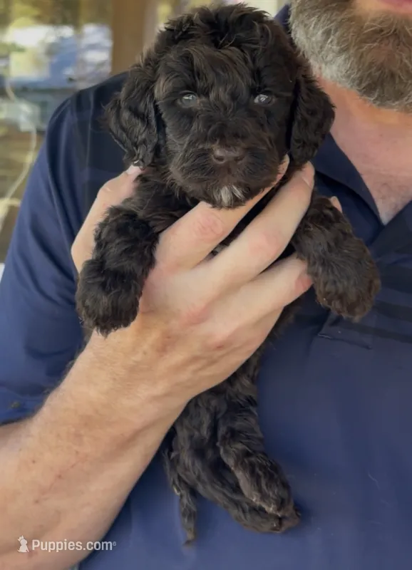 Beautiful Chocolate F2bb – Goldendoodle, Poodle - Standard  puppy for sale in Tulsa, OK