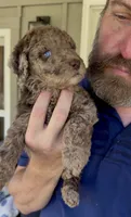 The Most Gorgeous Doodle EVER- EYEES are NOT enhanced ❤️, a female Goldendoodle and Poodle - Standard  for sale in Tulsa, OK – 1 of 9