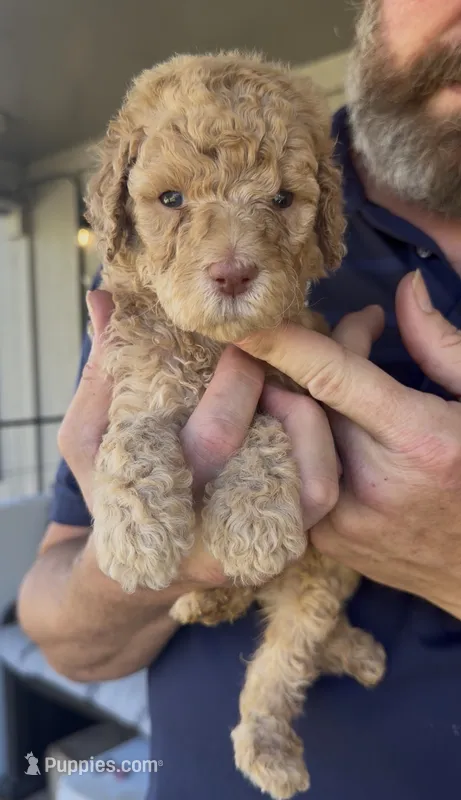 GRACE - F2bb- Beautiful Cream with Green Eyes  – Goldendoodle, Poodle - Standard  puppy for sale in Tulsa, OK