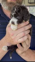 Tiny Little Chocolate Parti Girl -F2bb Marble Blue eyes, a female Aussiedoodle and Poodle - Standard  for sale in Tulsa, OK – 6 of 9
