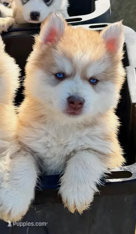 J J , a female Siberian Husky for sale in Tulare, CA – Photo 1 of 1