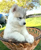 Loki, a female Siberian Husky for sale in Tulare, CA – Photo 2 of 2