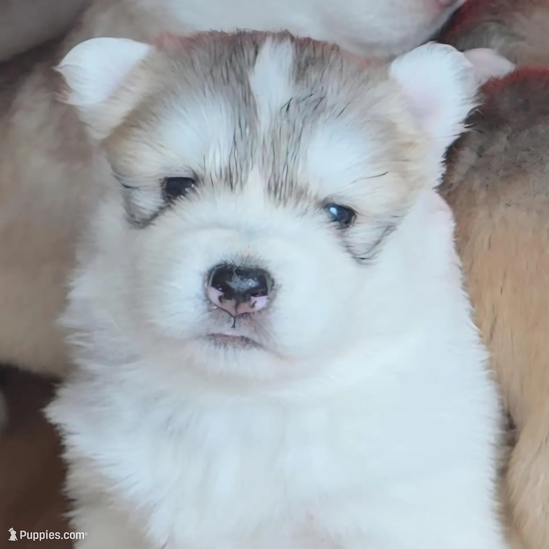 Loki – Siberian Husky puppy for sale in Tulare, CA