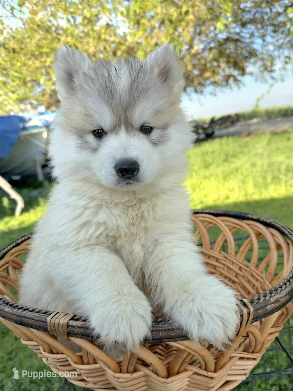 Loki – Siberian Husky puppy for sale in Tulare, CA