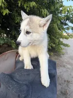 Koda, a male Siberian Husky for sale in Tulare, CA – Photo 3 of 4