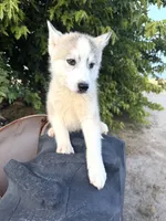 Koda, a male Siberian Husky for sale in Tulare, CA – Photo 4 of 4