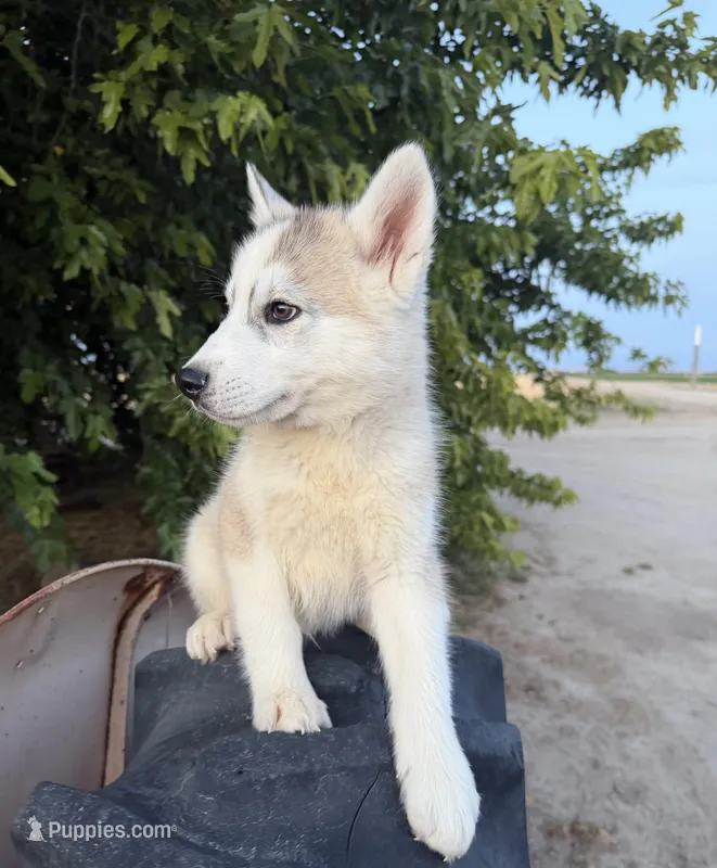Koda, a male Siberian Husky for sale in Tulare, CA – Photo 1 of 4