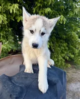 Koda, a male Siberian Husky for sale in Tulare, CA – Photo 2 of 4