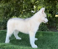 Miska, a male Siberian Husky for sale in Tulare, CA – Photo 8 of 8