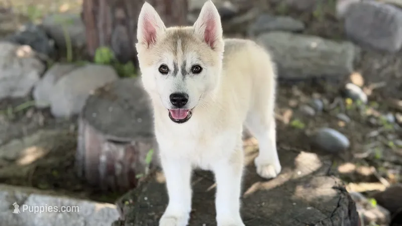 Miska – Siberian Husky puppy for sale in Tulare, CA
