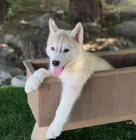 Miska, a male Siberian Husky for sale in Tulare, CA – Photo 2 of 8