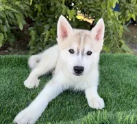 Miska, a male Siberian Husky for sale in Tulare, CA – Photo 6 of 8