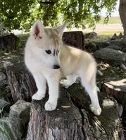 Miska, a male Siberian Husky for sale in Tulare, CA – Photo 7 of 8