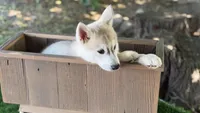Miska, a male Siberian Husky for sale in Tulare, CA – Photo 3 of 8