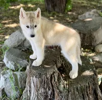 Miska, a male Siberian Husky for sale in Tulare, CA – Photo 5 of 8