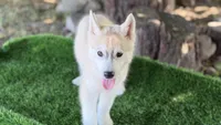 Miska, a male Siberian Husky for sale in Tulare, CA – Photo 4 of 8