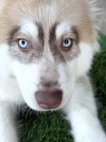 Niko, a male Siberian Husky for sale in Tulare, CA – 3 of 8