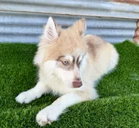 Niko, a male Siberian Husky for sale in Tulare, CA – 5 of 8