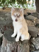 Niko, a male Siberian Husky for sale in Tulare, CA – 2 of 8