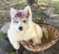 Sasha, a female Siberian Husky for sale in Tulare, CA – Photo 2 of 10